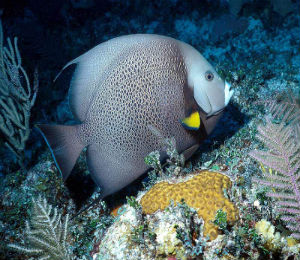 Key West Gray Angelfish