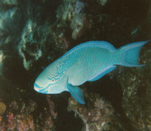 Key West Princess Parrotfish