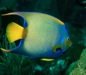 Key West Queen Angelfish