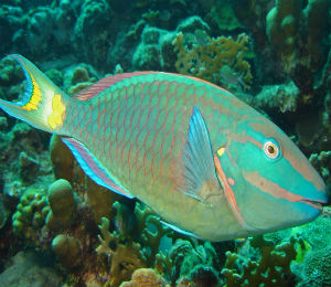 Key West Stoplight Parrotfish