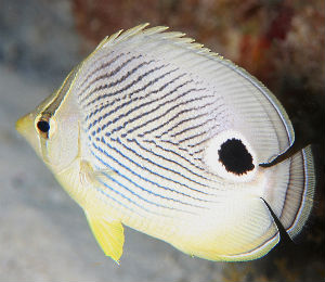 Key West Foureye Butterflyfish