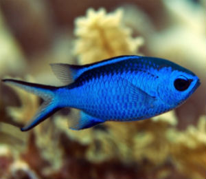 Key West Blue Chromis