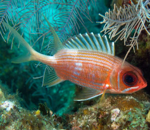 Key West Longspine Squirrelfish