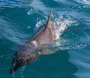 Atlantic Bottlenose Dolphin