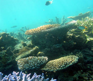 Reef Locations of the Keys and Key West