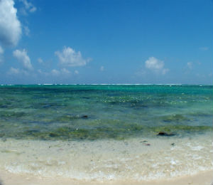 More Must See Coral Reefs of the Keys