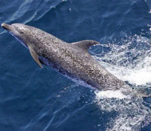 Key West Snorkeling and Atlantic Spotted Dolphins