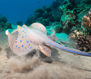 Spot Stingrays on Key West Snorkeling Tours