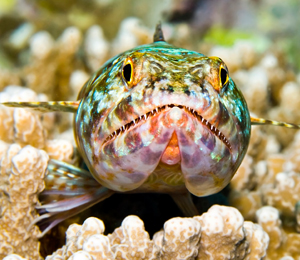 Key West Sand Diver