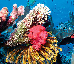 Key West Living Coral Reef