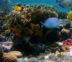 Coral Reef Threats