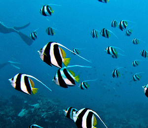 Key West Snorkeling Reef Fish