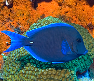 Key West Blue Tang