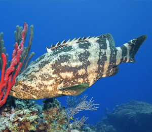 Key West Goliath Grouper