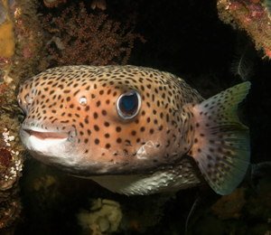 Key West Porcupinefish