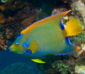 Key West Angelfish