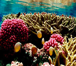 The Importance of the Coral Reef