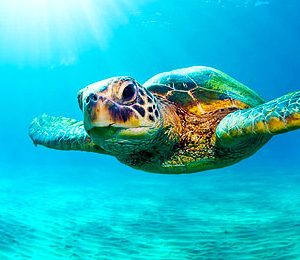 Key West Sea Turtles