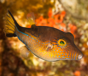 Key West Sharpnose Pufferfish