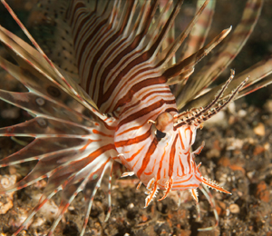 Key West Lionfish