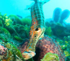 Key West Trumpetfish