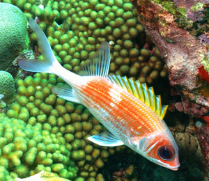 Key West Squirrelfish