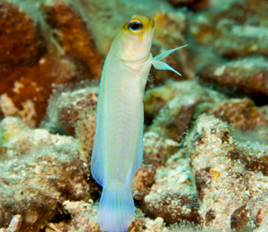Key West Yellowhead Jawfish