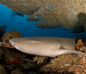 Key West Nurse Shark