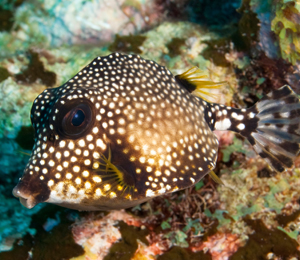 Key West Smooth Trunkfish