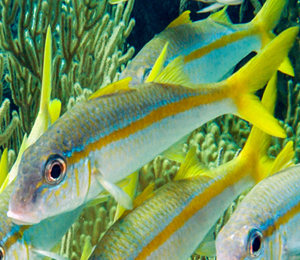 Yellow Goatfish and Yellowtail Snapper