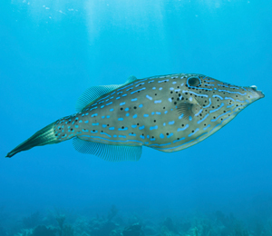 Key West White Spotted Filefish