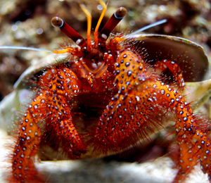 Key West Crabs