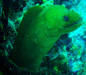 Key West Green Moray Eel