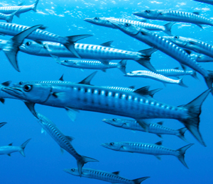 Key West Great Barracuda