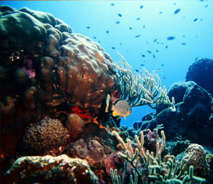 Snorkeling the Key West Living Coral Reefs