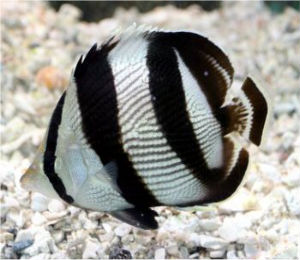 Key West Banded Butterflyfish