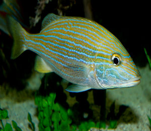 Key West Blue Striped Grunt